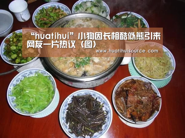 “huatihui”小狗因长相酷似熊引来网友一片热议（图）