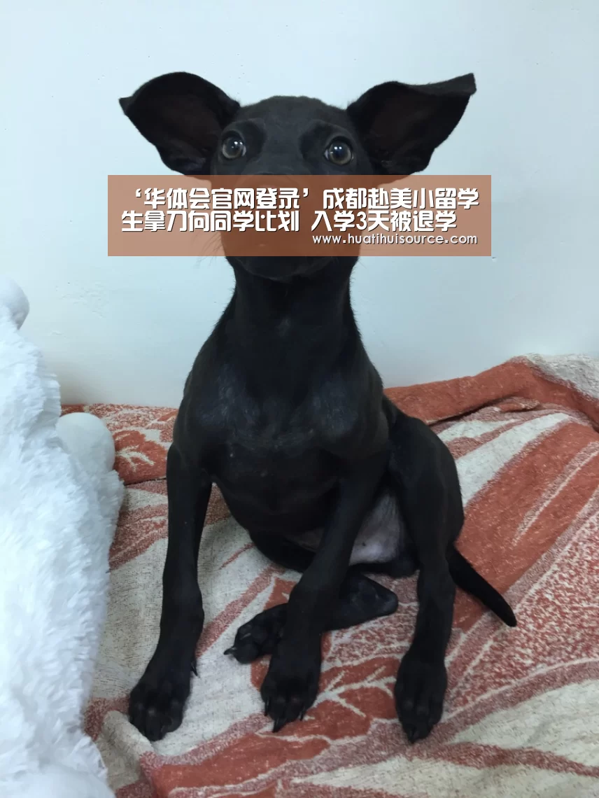 ‘华体会官网登录’成都赴美小留学生拿刀向同学比划 入学3天被退学(图2)